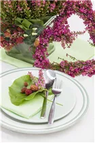 Erica gracilis - Glockenheide Erica gracilis - Glockenheide