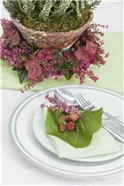 Erica gracilis - Glockenheide Erica gracilis - Glockenheide