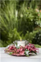 Erica gracilis - Glockenheide Erica gracilis - Glockenheide