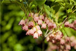 Enkianthus campanulatus - Prachtglocke Enkianthus campanulatus - Prachtglocke