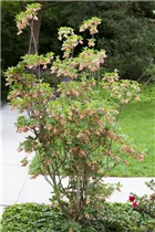 Enkianthus campanulatus - Prachtglocke Enkianthus campanulatus - Prachtglocke
