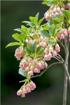 Enkianthus campanulatus - Prachtglocke Enkianthus campanulatus - Prachtglocke