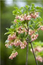Enkianthus campanulatus - Prachtglocke Enkianthus campanulatus - Prachtglocke