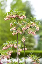 Enkianthus campanulatus - Prachtglocke Enkianthus campanulatus - Prachtglocke