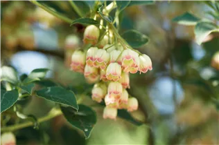 Enkianthus campanulatus - Prachtglocke Enkianthus campanulatus - Prachtglocke