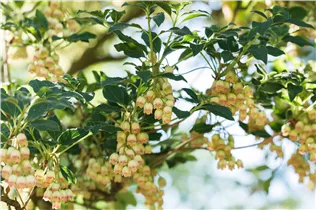 Enkianthus campanulatus - Prachtglocke Enkianthus campanulatus - Prachtglocke