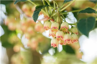 Enkianthus campanulatus - Prachtglocke Enkianthus campanulatus - Prachtglocke