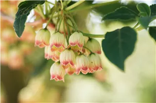 Enkianthus campanulatus - Prachtglocke Enkianthus campanulatus - Prachtglocke
