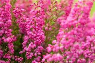 Erica gracilis 'Beauty Queens'® - Glockenheide 'Beauty Queens'® Erica gracilis 'Beauty Queens'® - Glockenheide 'Beauty Queens'®