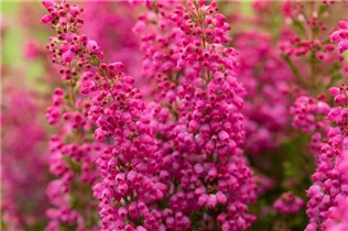 Erica gracilis 'Beauty Queens'® - Glockenheide 'Beauty Queens'® Erica gracilis 'Beauty Queens'® - Glockenheide 'Beauty Queens'®