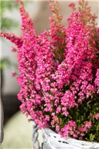 Erica gracilis 'Beauty Queens'® - Glockenheide 'Beauty Queens'® Erica gracilis 'Beauty Queens'® - Glockenheide 'Beauty Queens'®