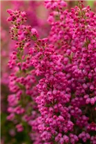 Erica gracilis 'Beauty Queens'® - Glockenheide 'Beauty Queens'® Erica gracilis 'Beauty Queens'® - Glockenheide 'Beauty Queens'®