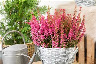 Erica gracilis 'Beauty Queens'® - Glockenheide 'Beauty Queens'® Erica gracilis 'Beauty Queens'® - Glockenheide 'Beauty Queens'®