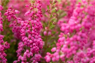 Erica gracilis 'Beauty Queens'® - Glockenheide 'Beauty Queens'® Erica gracilis 'Beauty Queens'® - Glockenheide 'Beauty Queens'®