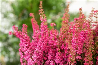 Erica gracilis 'Beauty Queens'® - Glockenheide 'Beauty Queens'® Erica gracilis 'Beauty Queens'® - Glockenheide 'Beauty Queens'®
