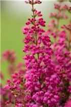 Erica gracilis 'Beauty Queens'® - Glockenheide 'Beauty Queens'® Erica gracilis 'Beauty Queens'® - Glockenheide 'Beauty Queens'®