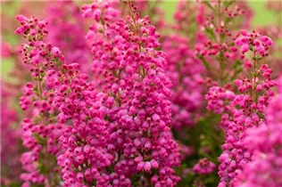 Erica gracilis 'Beauty Queens'® - Glockenheide 'Beauty Queens'® Erica gracilis 'Beauty Queens'® - Glockenheide 'Beauty Queens'®