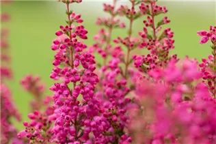 Erica gracilis 'Beauty Queens'® - Glockenheide 'Beauty Queens'® Erica gracilis 'Beauty Queens'® - Glockenheide 'Beauty Queens'®