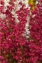 Erica gracilis 'Hessenmädchen' - Glockenheide 'Hessenmädchen' Erica gracilis 'Hessenmädchen' - Glockenheide 'Hessenmädchen'