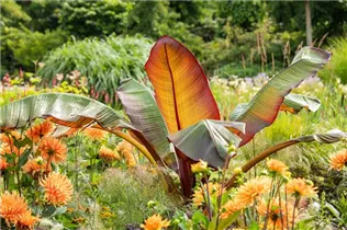 Ensete ventricosum - Zierbanane