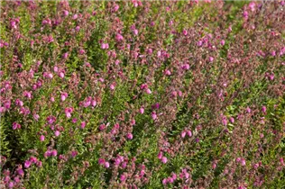 Erica tetralix - Moorheide Erica tetralix - Moorheide