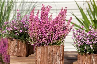 Erica tetralix - Moorheide Erica tetralix - Moorheide