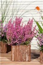 Erica tetralix - Moorheide Erica tetralix - Moorheide