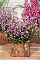 Erica tetralix - Moorheide Erica tetralix - Moorheide