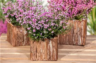 Erica tetralix - Moorheide Erica tetralix - Moorheide