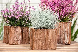 Erica tetralix - Moorheide Erica tetralix - Moorheide