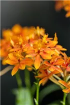 Epidendrum hugomedinae - Epidendrum