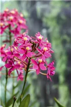 Epidendrum hugomedinae - Epidendrum