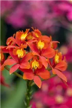 Epidendrum hugomedinae - Epidendrum