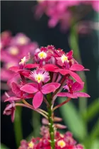 Epidendrum hugomedinae - Epidendrum