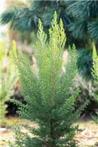 Erica x veitchii 'Gold Tips' - Heide 'Gold Tips'