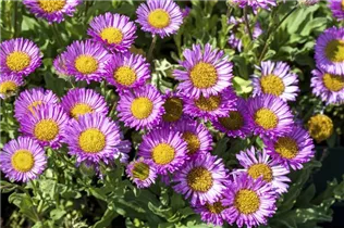 Erigeron glaucus 'Sea Breeze'® - Garten-Berufkraut 'Sea Breeze'®