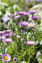 Erigeron glaucus 'Sea Breeze'® - Garten-Berufkraut 'Sea Breeze'®