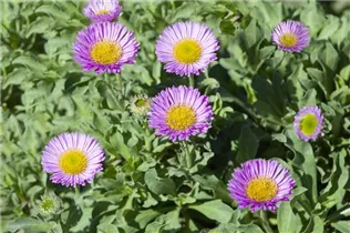 Erigeron glaucus 'Sea Breeze'® - Garten-Berufkraut 'Sea Breeze'®