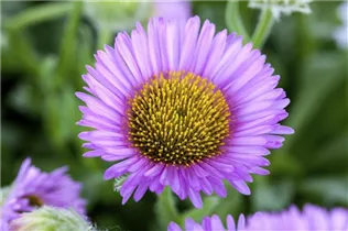 Erigeron glaucus 'Sea Breeze'® - Garten-Berufkraut 'Sea Breeze'®