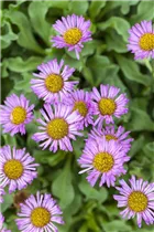 Erigeron glaucus 'Sea Breeze'® - Garten-Berufkraut 'Sea Breeze'®