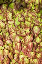 Epimedium grandiflorum - Großblütige Elfenblume Epimedium grandiflorum - Großblütige Elfenblume