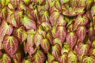 Epimedium grandiflorum - Großblütige Elfenblume Epimedium grandiflorum - Großblütige Elfenblume