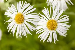 Erigeron 'Sommerneuschnee' - Garten-Feinstrahl 'Sommerneuschnee'