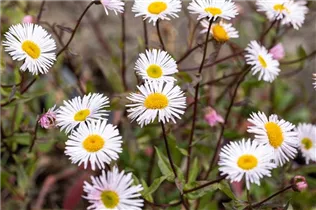 Erigeron 'Sommerneuschnee' - Garten-Feinstrahl 'Sommerneuschnee'
