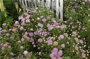 Erigeron speciosus 'Azurfee' - Garten-Feinstrahl 'Azurfee'