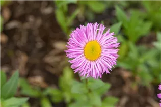 Erigeron speciosus 'Rosa Juwel' - Garten-Feinstrahl 'Rosa Juwel'