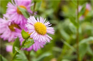 Erigeron speciosus 'Rosa Juwel' - Garten-Feinstrahl 'Rosa Juwel'