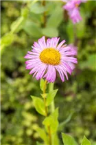 Erigeron speciosus 'Rosa Juwel' - Garten-Feinstrahl 'Rosa Juwel'