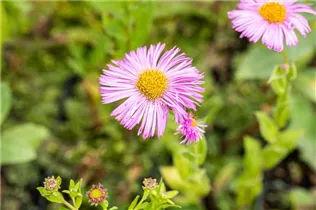 Erigeron speciosus 'Rosa Juwel' - Garten-Feinstrahl 'Rosa Juwel'