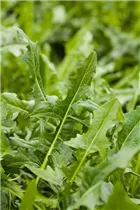 Eruca sativa 'Runway' - Rauke Hybride 'Runway' Eruca sativa 'Runway' - Rauke Hybride 'Runway'